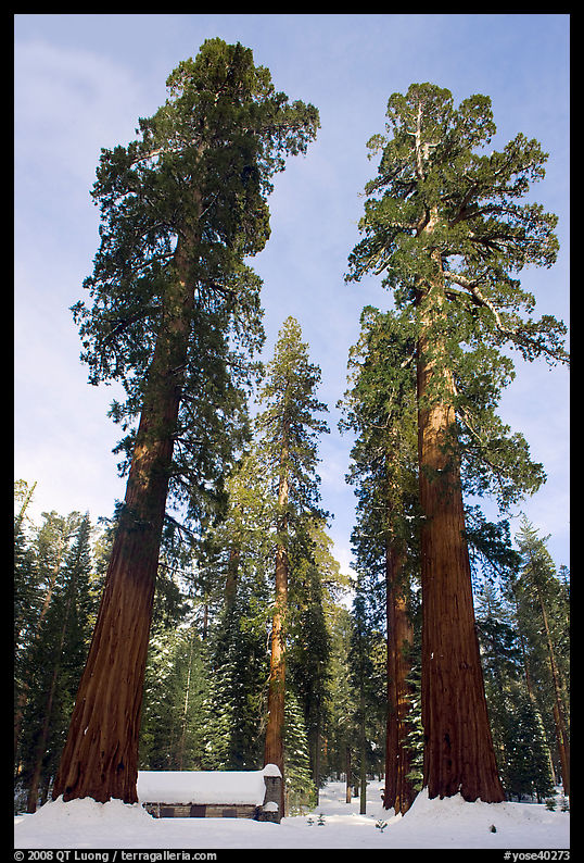 Big trees, and Mariposa Grove Museum in winter. Yosemite National Park, California, USA.