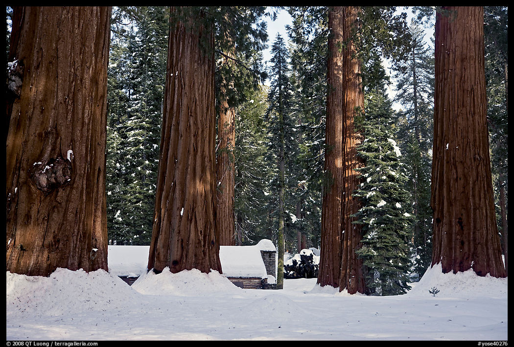 Mariposa Grove Museum at the base of giant trees in winter. Yosemite National Park, California, USA.