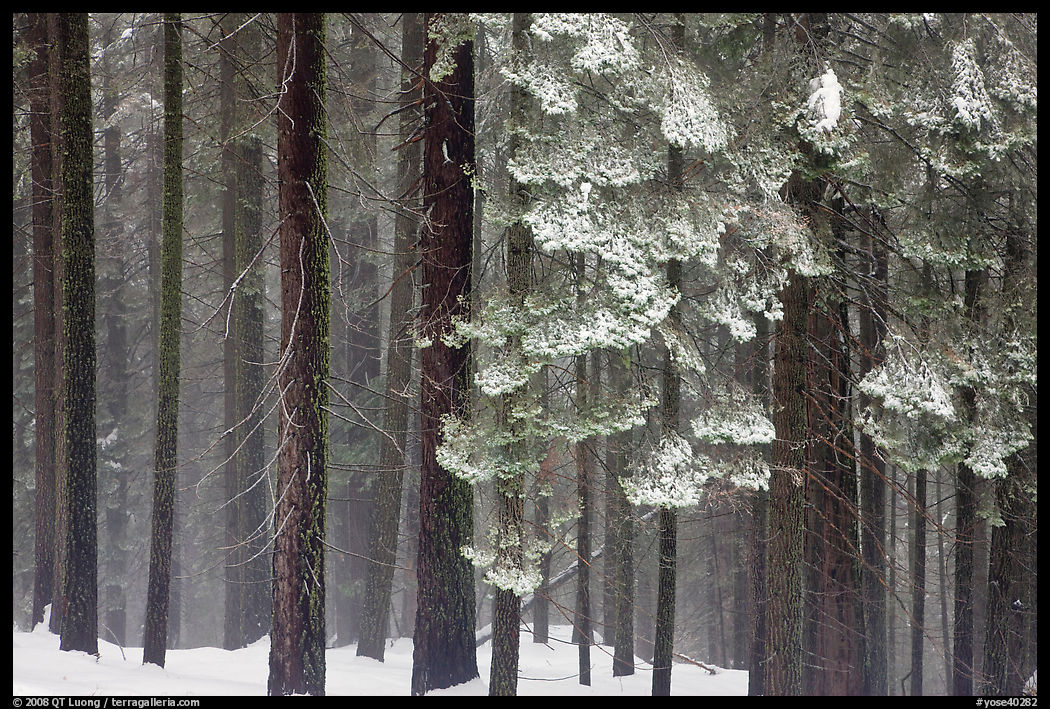 Snowy forest in fog, Chinquapin. Yosemite National Park, California, USA.
