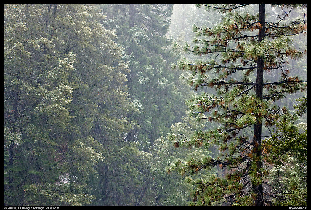 Forest during snowstorm, Wawona. Yosemite National Park, California, USA.