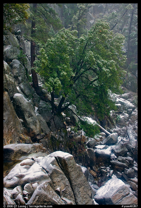 Rocks and tree with fresh snow, Wawona. Yosemite National Park, California, USA.
