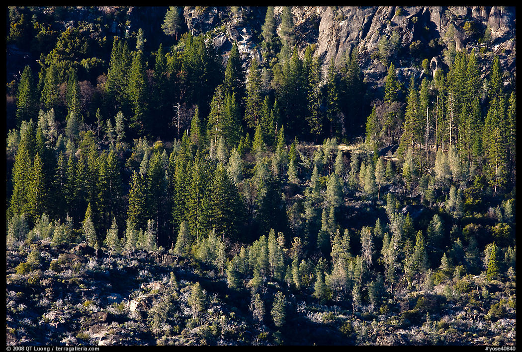Trees and rocks, Hetch Hetchy Valley. Yosemite National Park
