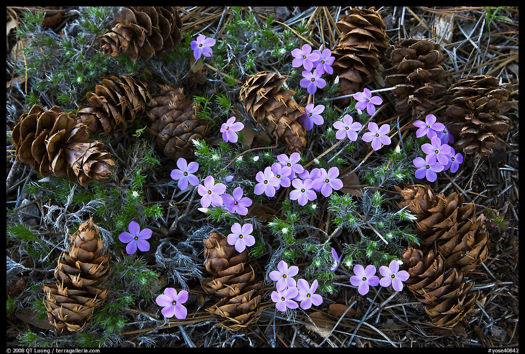 Pine cones and flowers, Hetch Hetchy Valley. Yosemite National Park