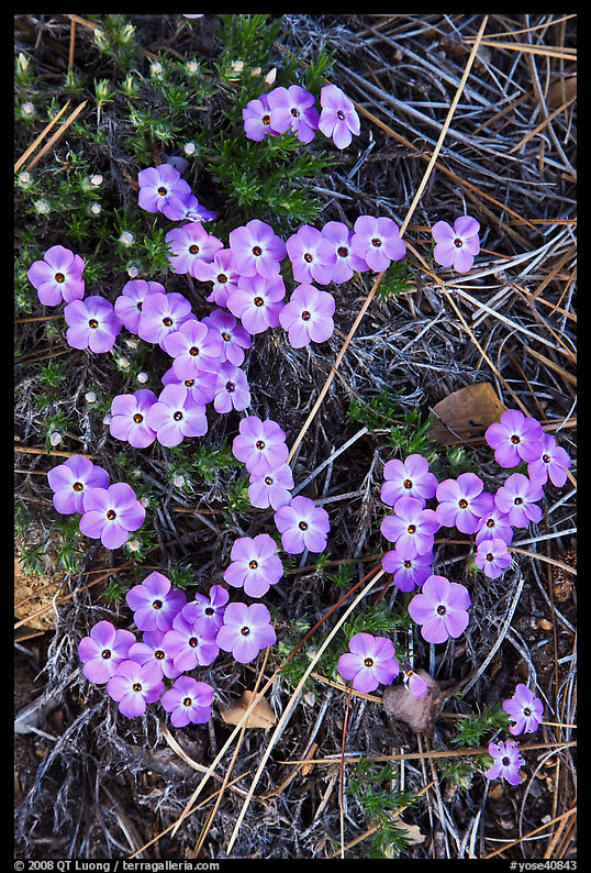 Flower close-ups, Hetch Hetchy Valley. Yosemite National Park