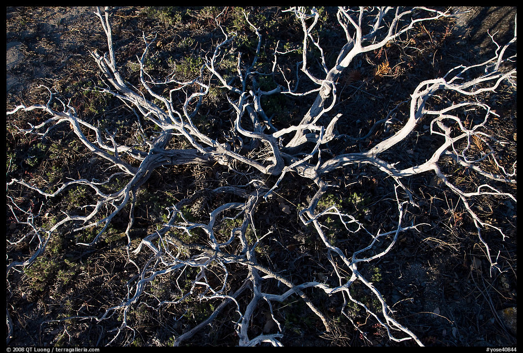 Manzanita skeleton, Hetch Hetchy Valley. Yosemite National Park