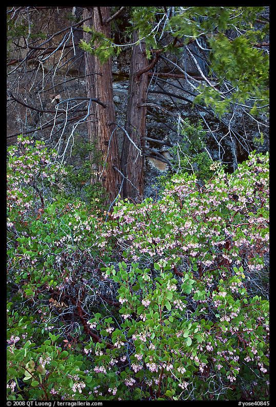 Manzanita in bloom, pine tree, and rock. Yosemite National Park