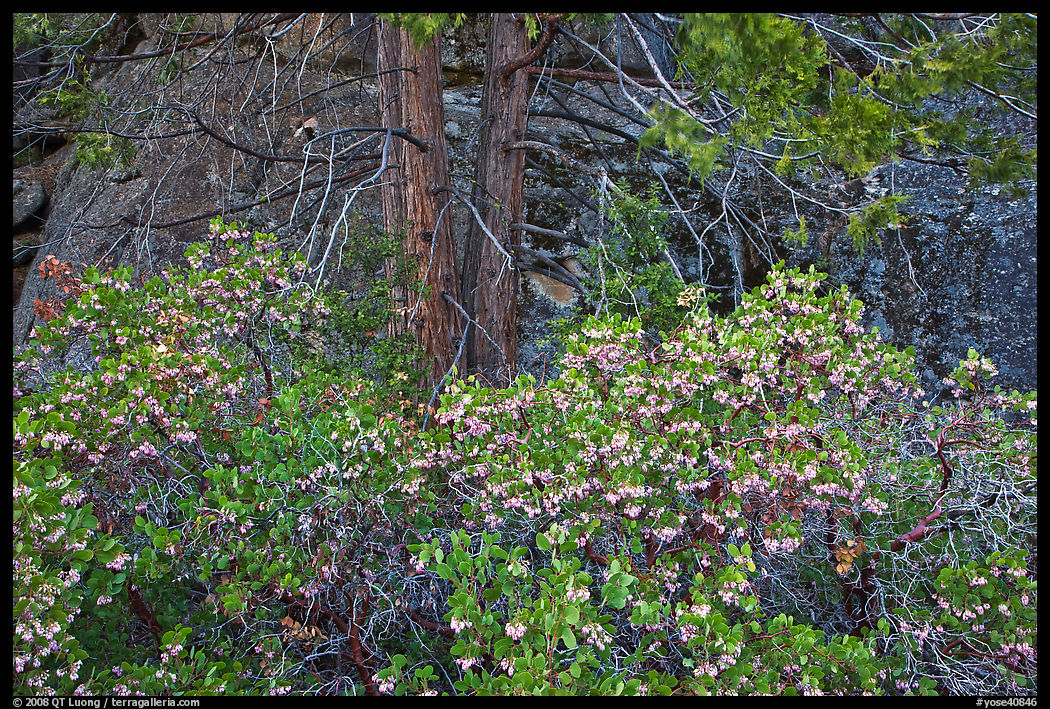 Manzanita with flowers, pine tree, and rock. Yosemite National Park