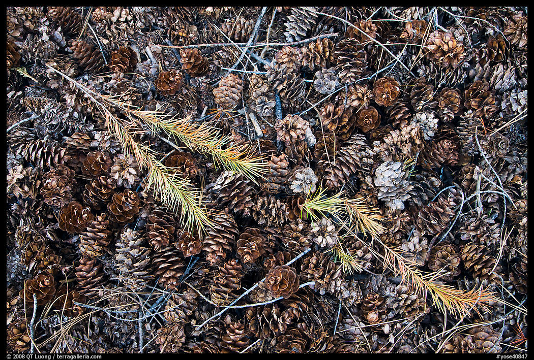 Close-up of pine cones and needles. Yosemite National Park