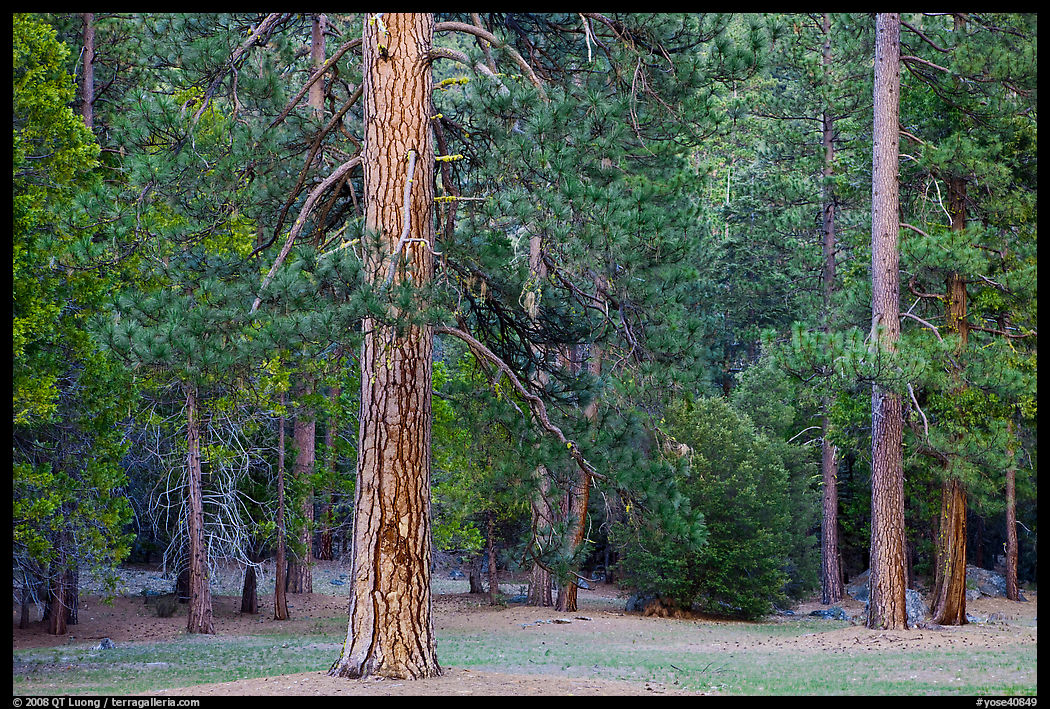 Lodgepole pine and forest. Yosemite National Park