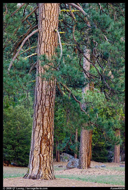 Lodgepole pines. Yosemite National Park