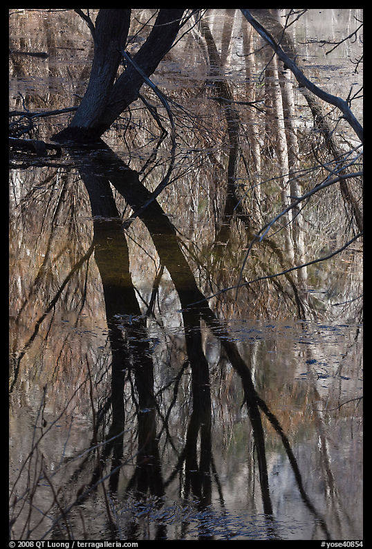 Willows reflected in Merced River. Yosemite National Park