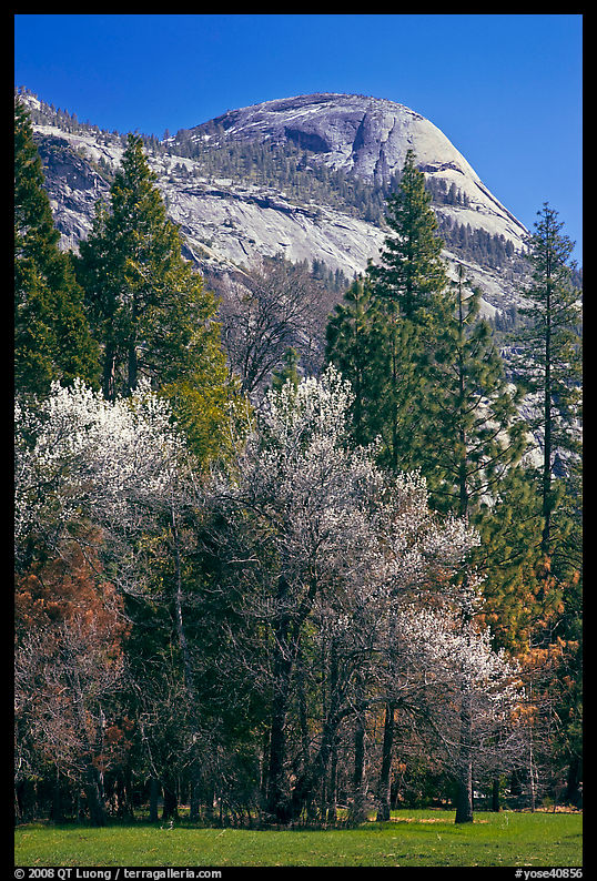 Apple tree in bloom and North Dome. Yosemite National Park