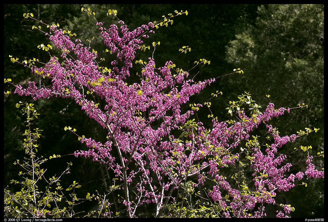 Redbud tree in bloom, Lower Merced Canyon. Yosemite National Park