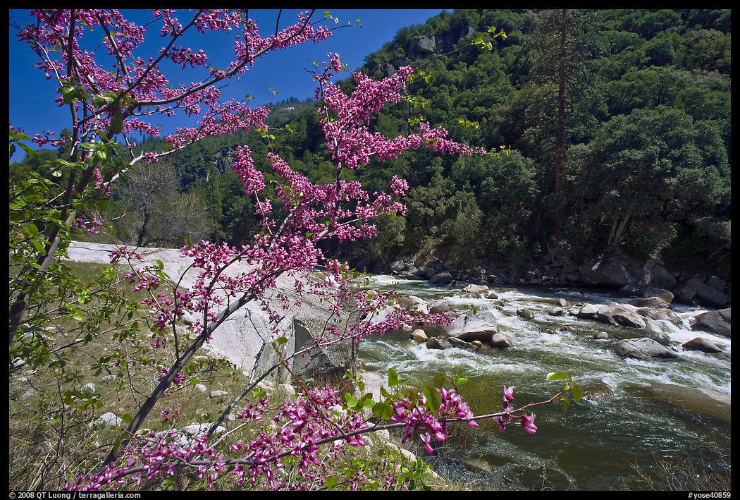 Redbud in bloom and Merced River, Lower Merced Canyon. Yosemite National Park