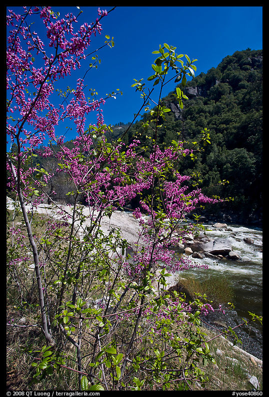 Redbud tree and Merced River, Lower Merced Canyon. Yosemite National Park