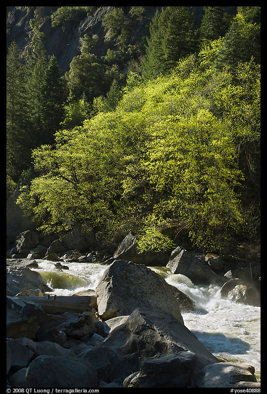 Tree recently leafed out and Merced River. Yosemite National Park