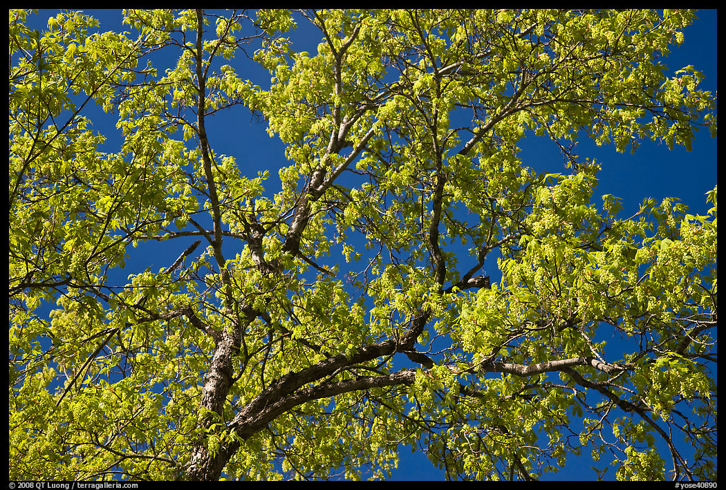 Branches with spring leaves against sky. Yosemite National Park