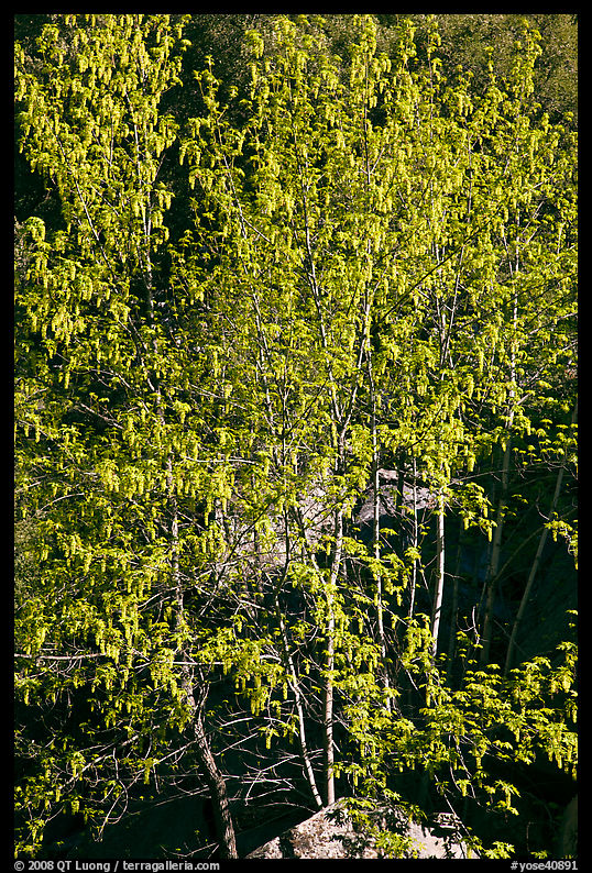 Tree in early spring. Yosemite National Park
