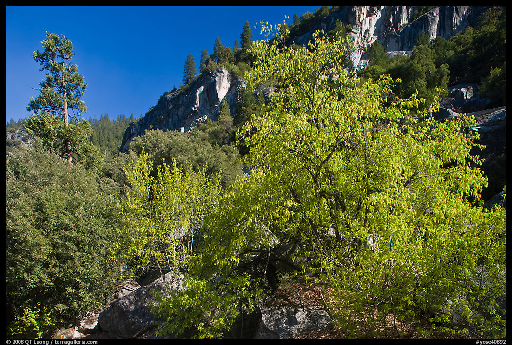 Tree in cliffs, early spring, Lower Merced Canyon. Yosemite National Park