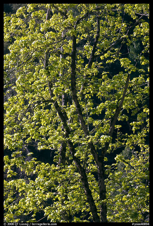 New leaves on tree, Lower Merced Canyon. Yosemite National Park
