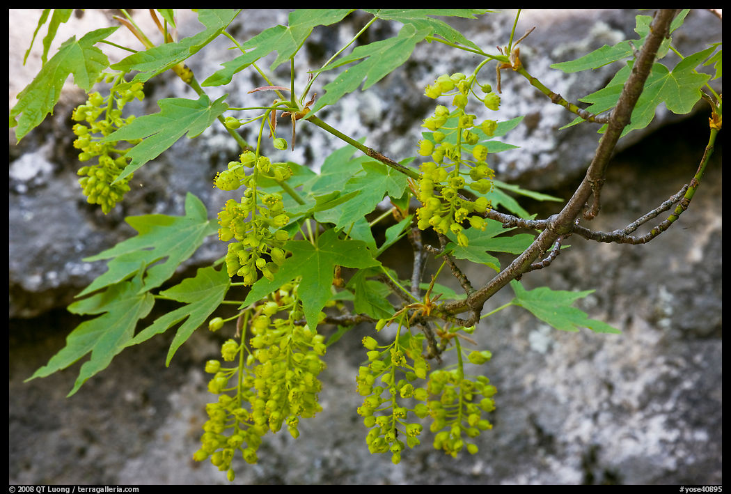 New buds on tree branch and rock. Yosemite National Park