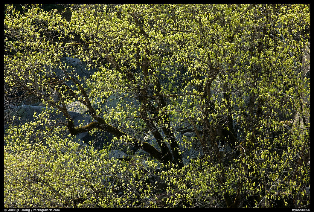 Tree in early spring with tender green. Yosemite National Park
