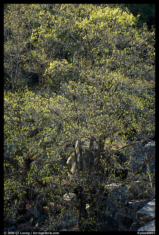 Tree and rocks, early spring. Yosemite National Park