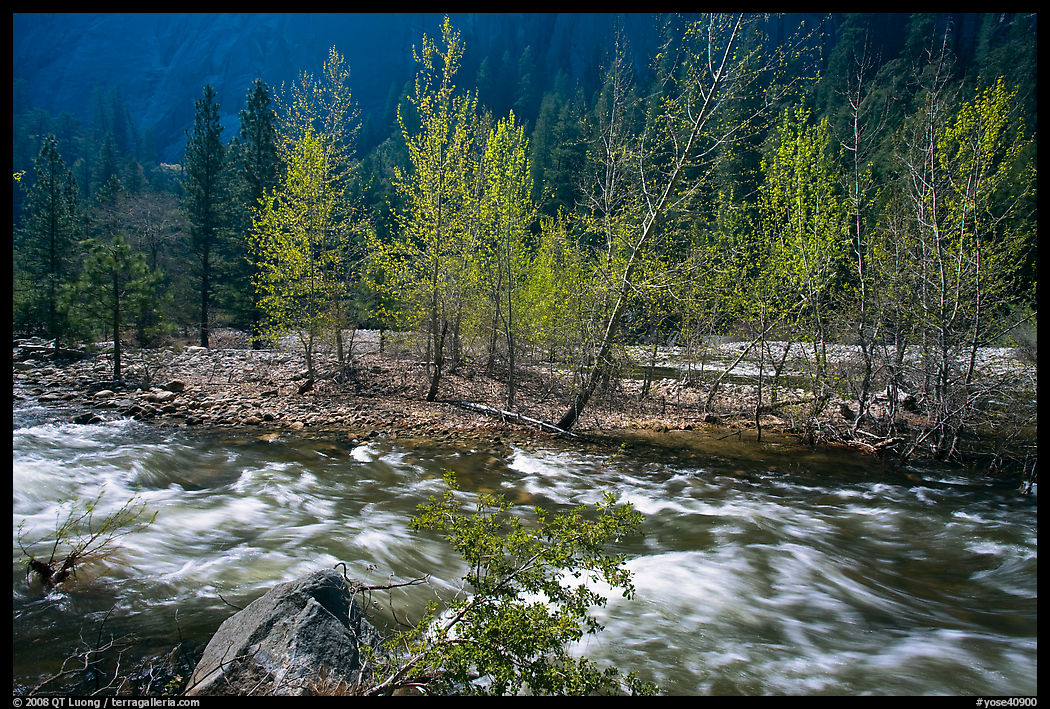 Newly leafed trees on island and Merced River, Lower Merced Canyon. Yosemite National Park