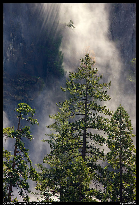 Trees and falling water, Bridalveil falls. Yosemite National Park