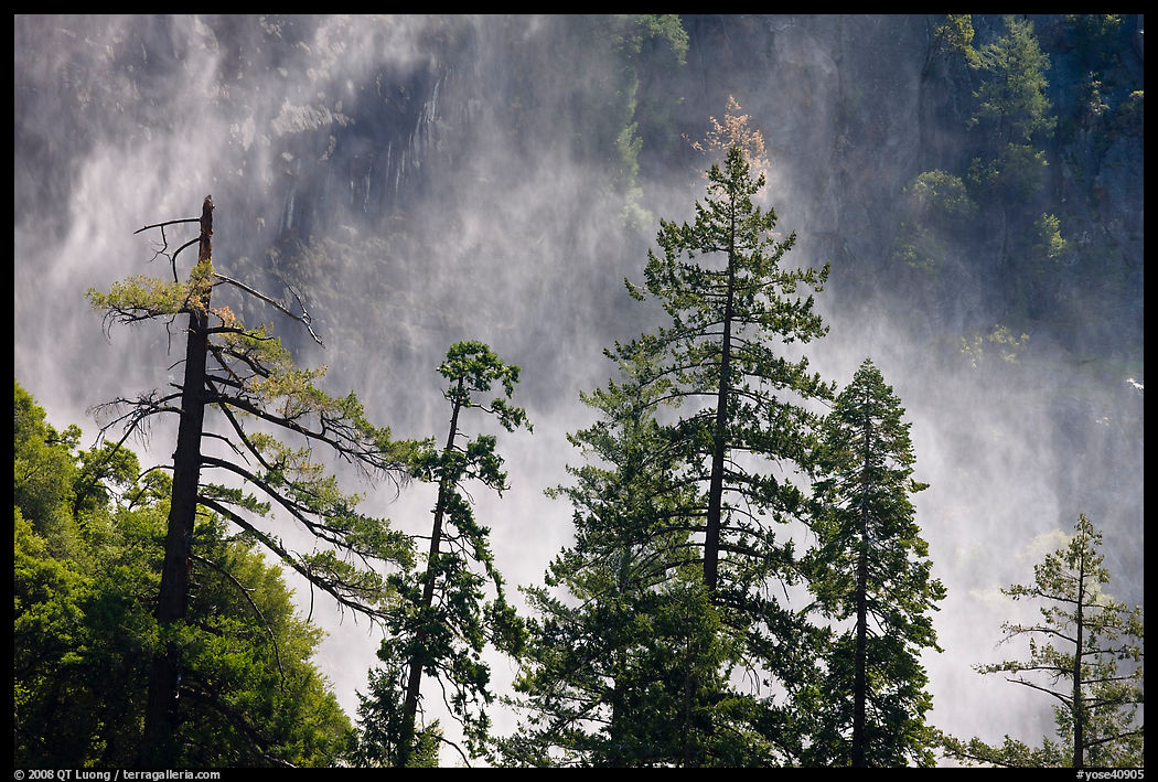 Trees and mist from Bridalveil falls. Yosemite National Park