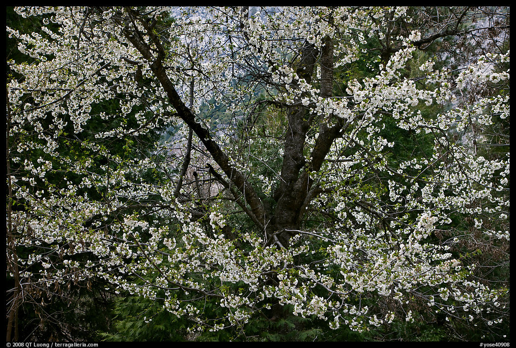 Tree in bloom. Yosemite National Park