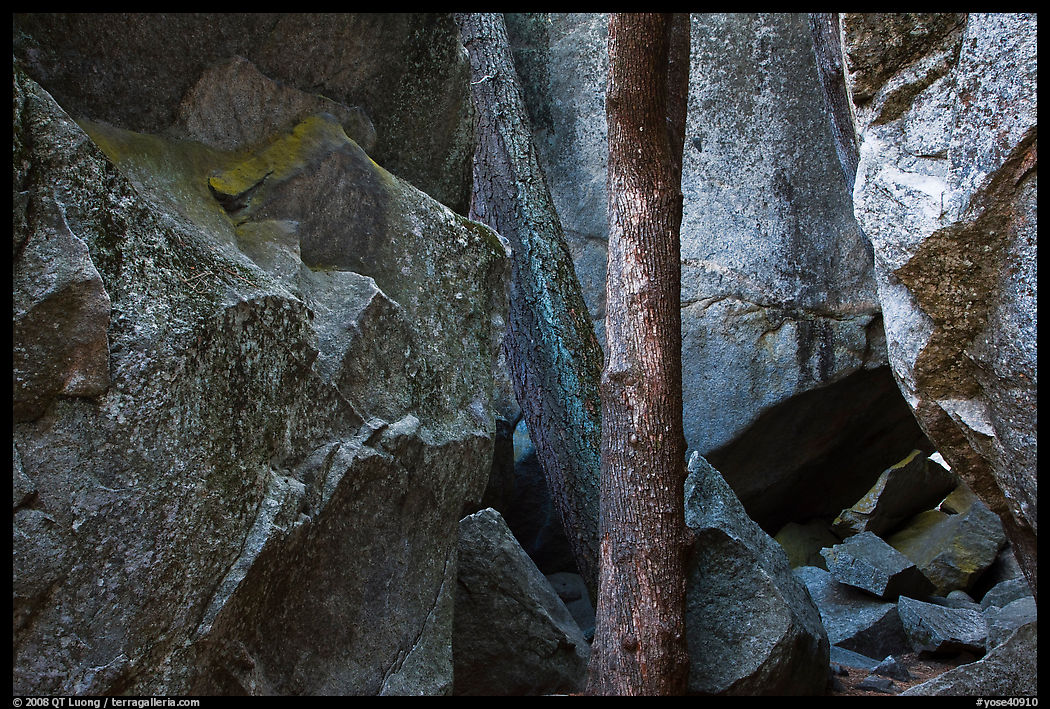 Tree and boulders. Yosemite National Park