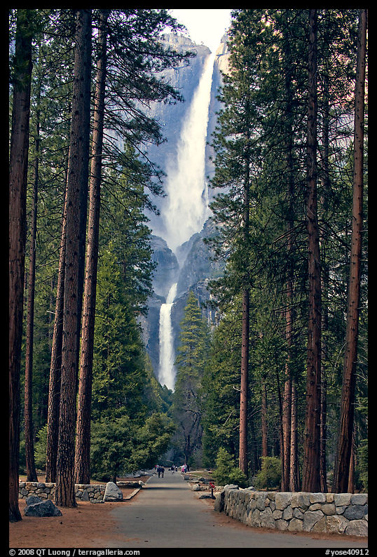 Path leading to Yosemite Falls framed by tall pine trees. Yosemite National Park