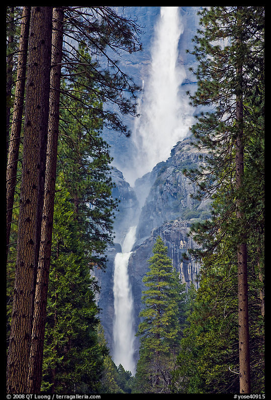 Upper and Lower Yosemite Falls framed by pine trees. Yosemite National Park