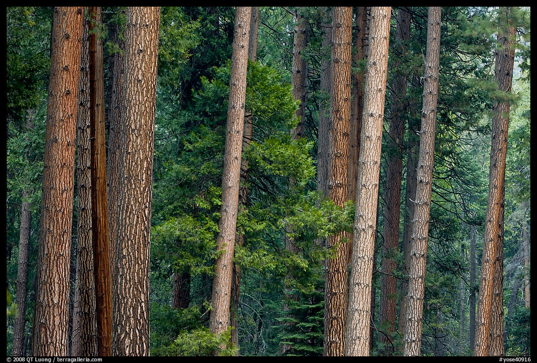 Pine forest. Yosemite National Park
