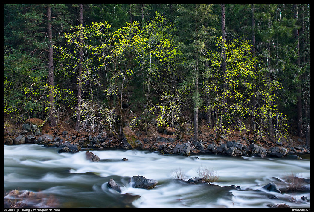 Trees in spring along the Merced River. Yosemite National Park