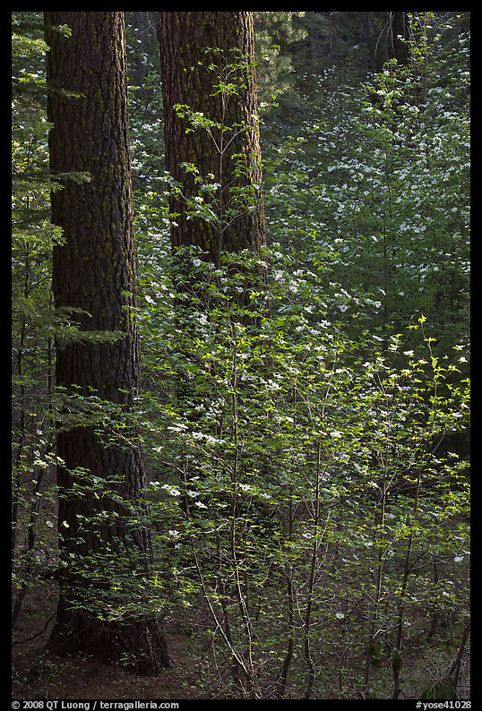 Pine trees and dogwoods, late afternoon, Tuolumne Grove. Yosemite National Park