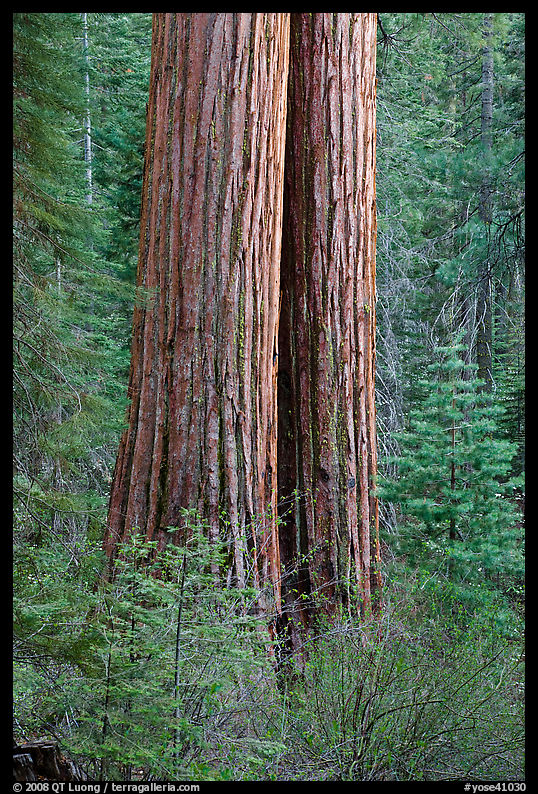 Twin sequoia truncs in the spring, Tuolumne Grove. Yosemite National Park