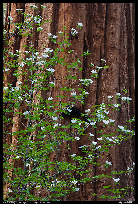 Dogwood flowers and trunk of sequoia tree, Tuolumne Grove. Yosemite National Park