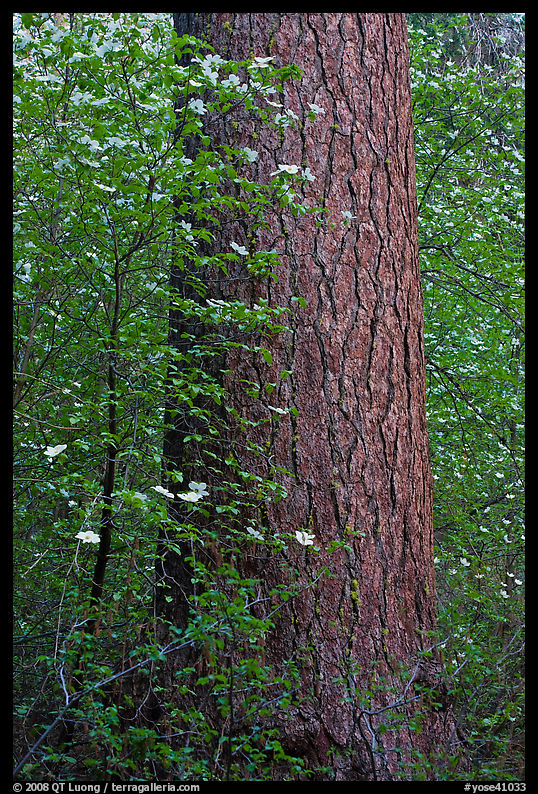 Flowering dogwoods and pine tree, Tuolumne Grove. Yosemite National Park