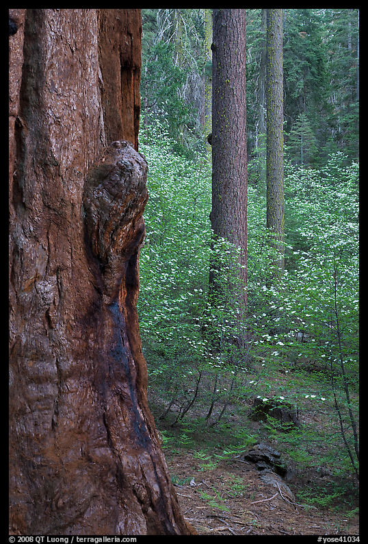 Forest with sequoia, pine trees, and dogwoods, Tuolumne Grove. Yosemite National Park
