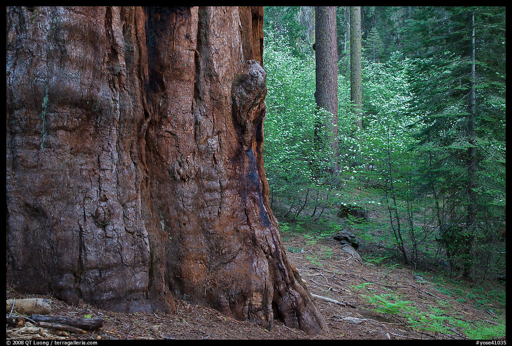 Base of giant sequoia, pines, and dogwoods, Tuolumne Grove. Yosemite National Park