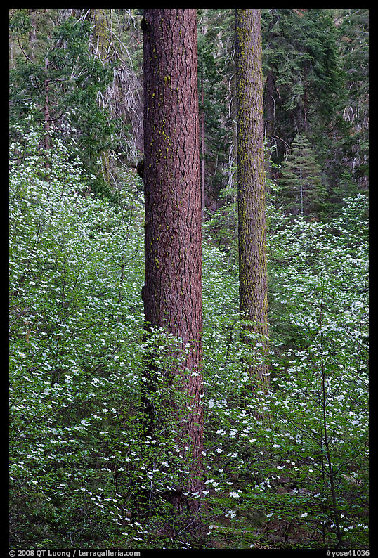 Pines and dogwoods in spring, Tuolumne Grove. Yosemite National Park