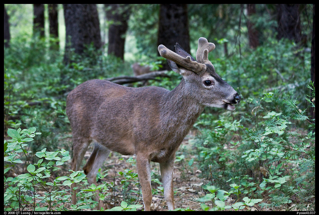 Young bull deer in forest. Yosemite National Park