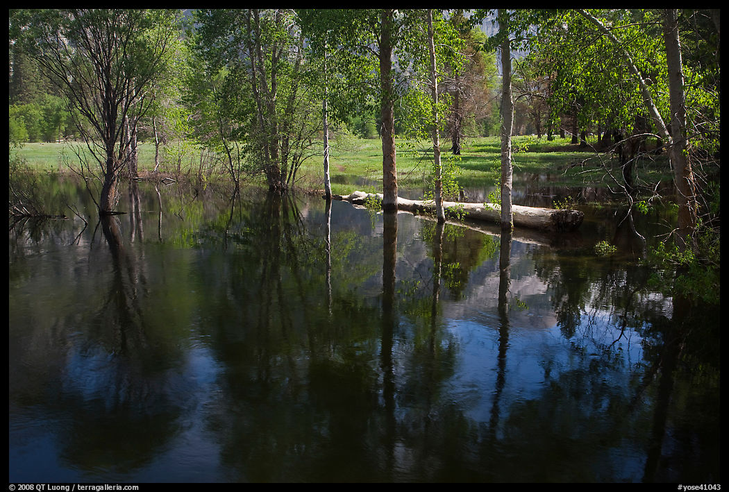 Trees reflected in Merced River run-off in the spring. Yosemite National Park