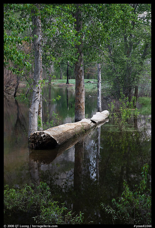 Trees flooded by Merced River spring swell. Yosemite National Park