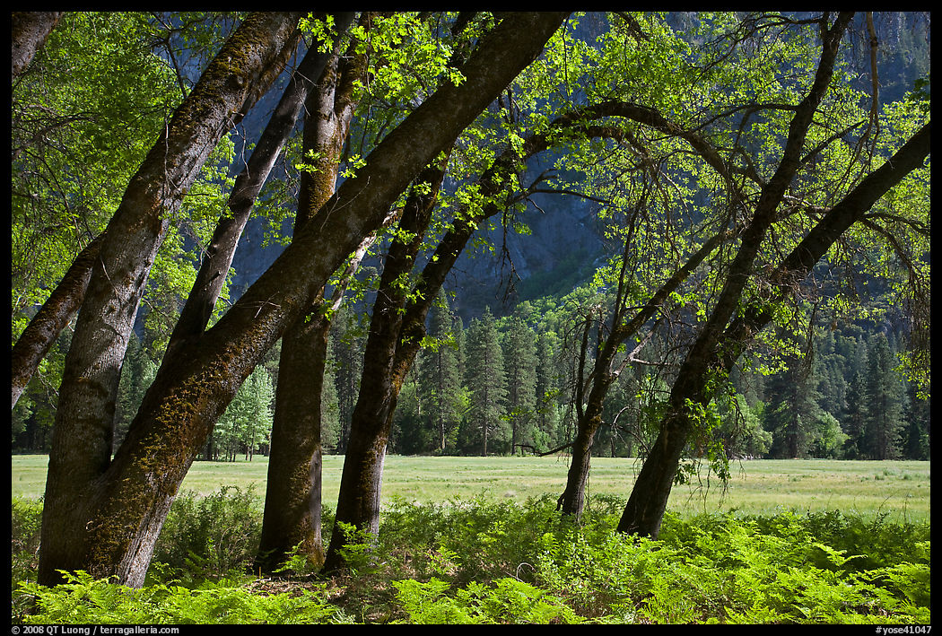 Ferns, Oak Trees, Ahwanhee Meadow. Yosemite National Park