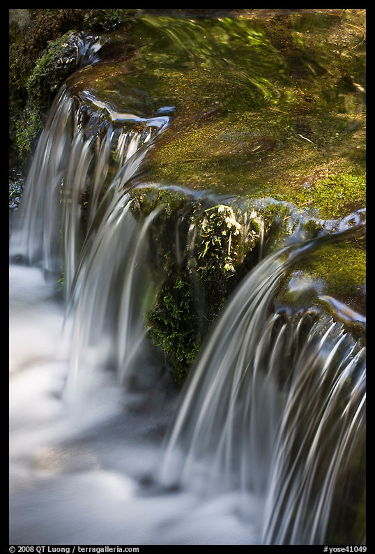 Fern Spring in the Spring. Yosemite National Park