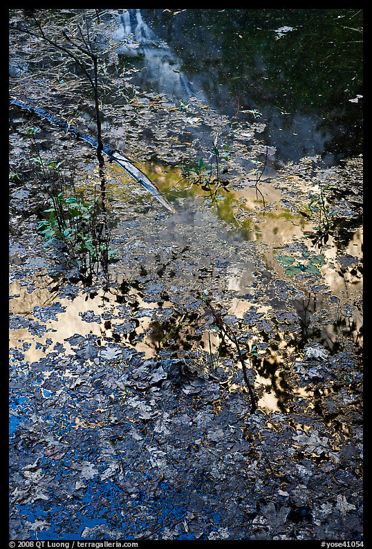 Half-Dome reflected through fallen leaves, Mirror Lake. Yosemite National Park