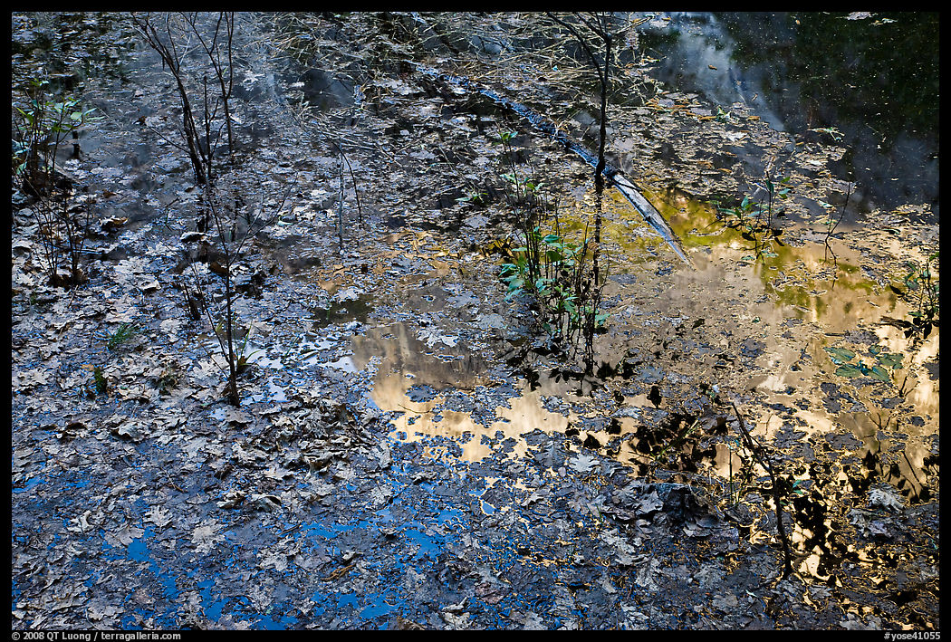 Leaves and Half-Dome reflected in Mirror Lake. Yosemite National Park
